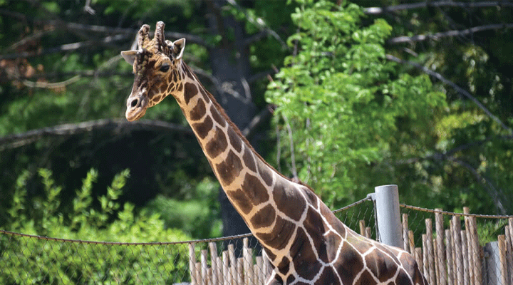 The Maryland Zoo exhibits